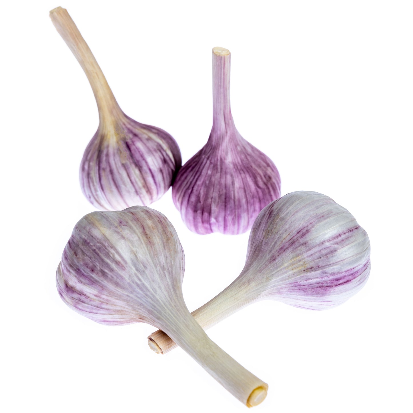 Garlic Seed - Korean Mountain
