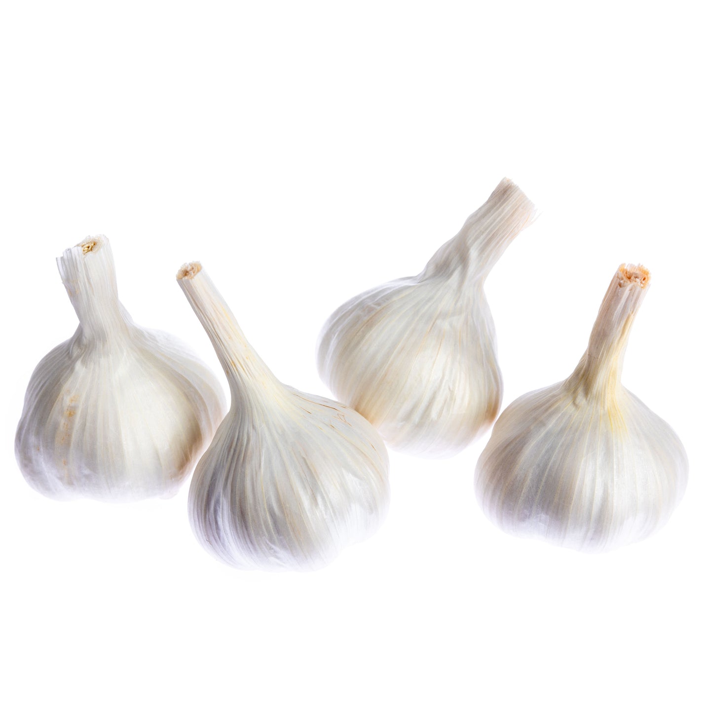 Seed Garlic - Western Rose Variety