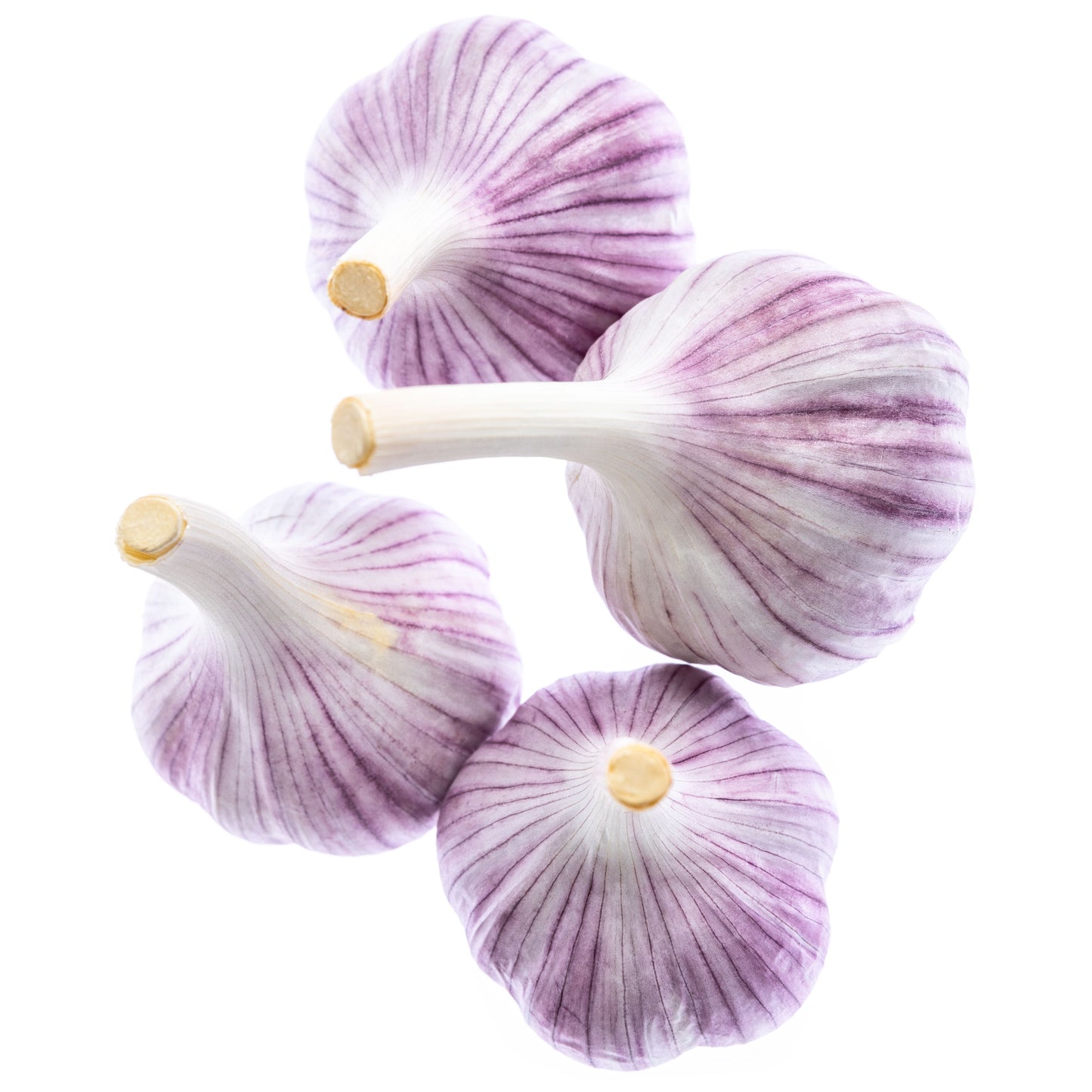 Garlic Seed - Svea Variety