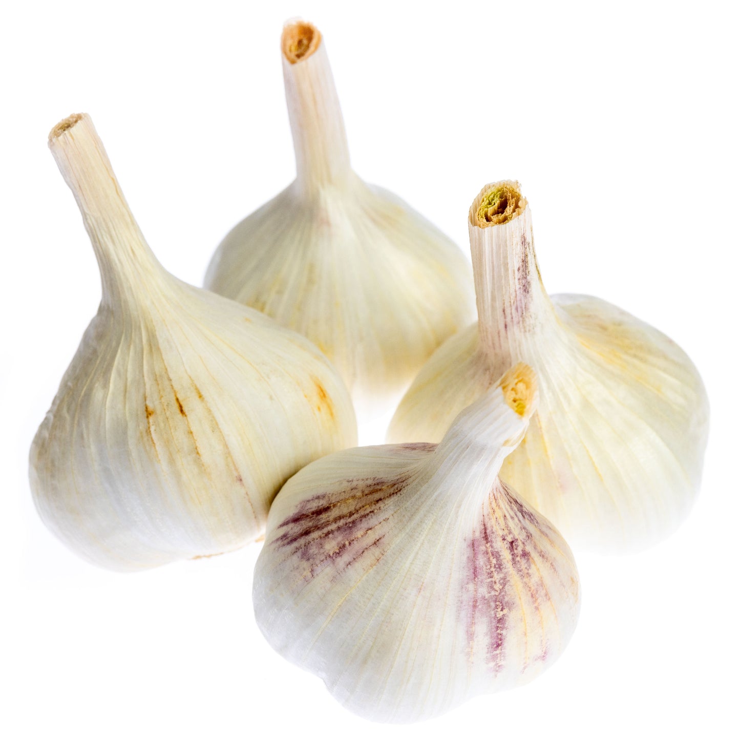 Garlic Seed - Inchelium Red Variety