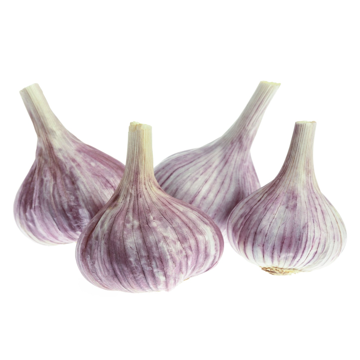 Garlic Seed - Music Variety