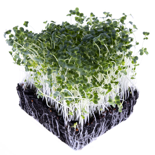 Broccoli Sprouting Seeds