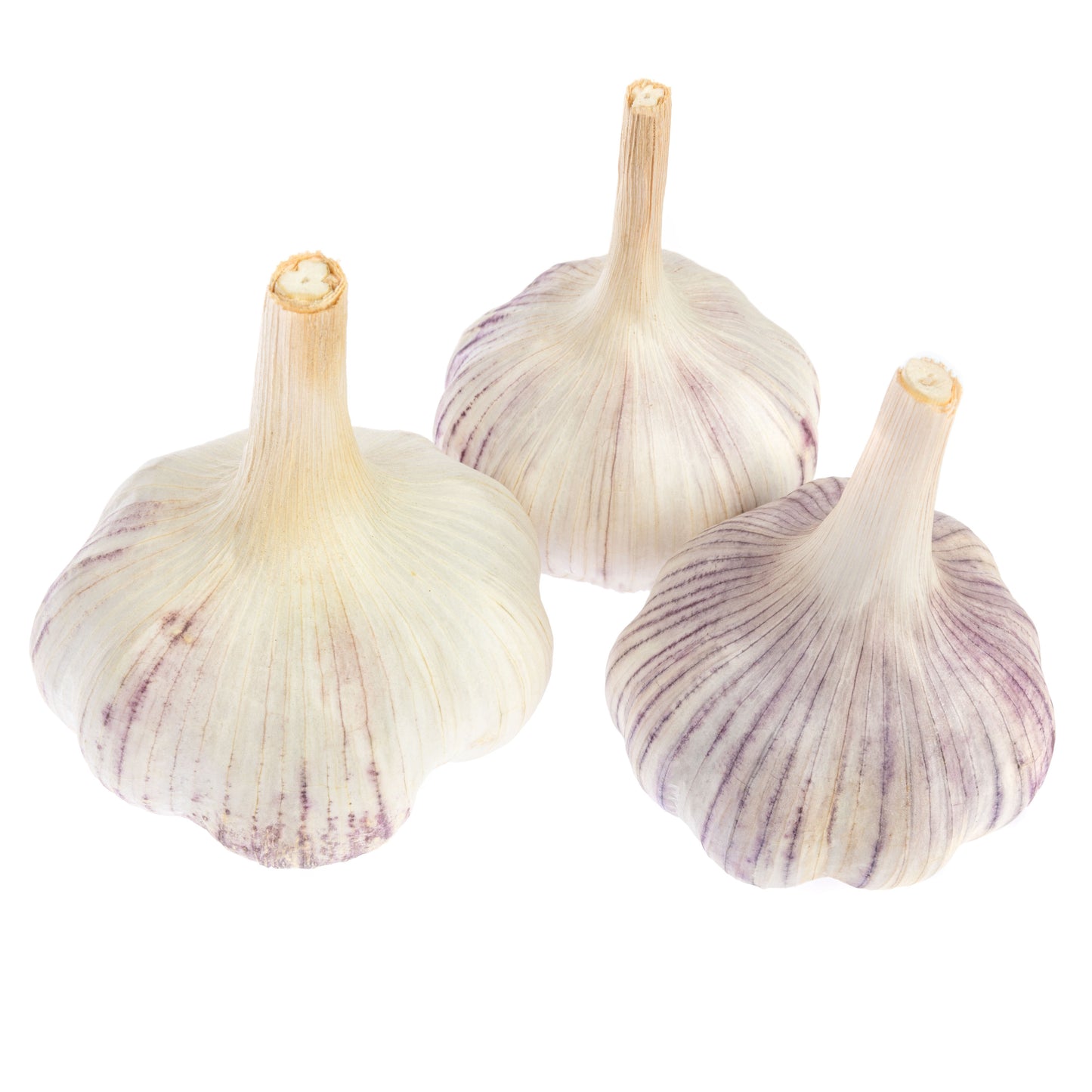 Garlic Seed - Nita Variety