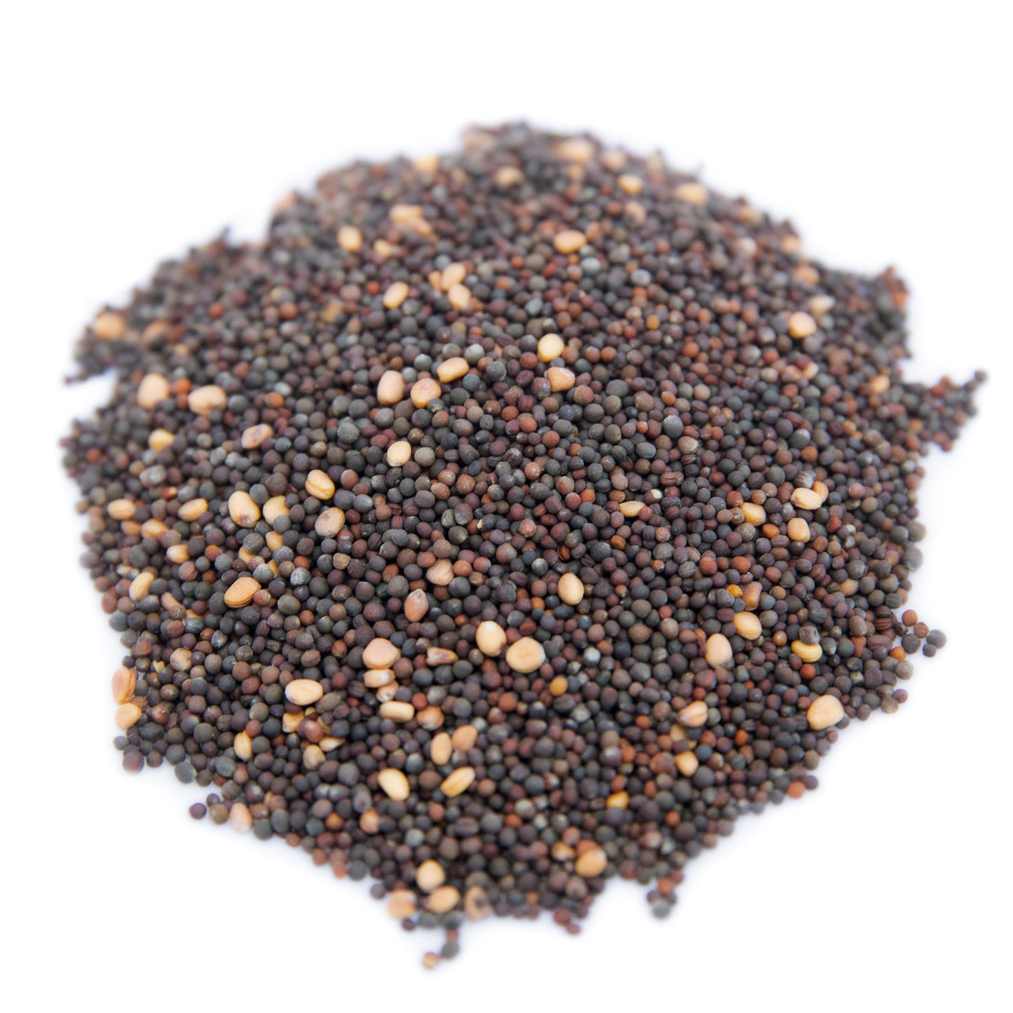 Sailor's Sprouting Mix